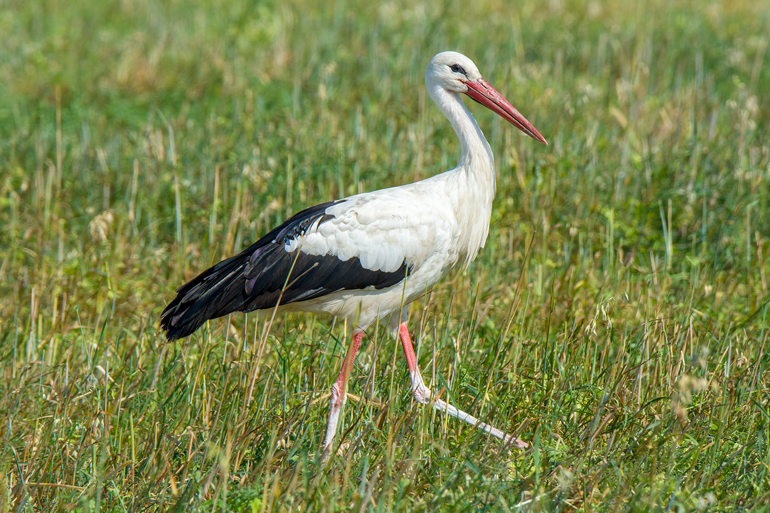 White storks - My, Birds, Stork, Leningrad region, Longpost