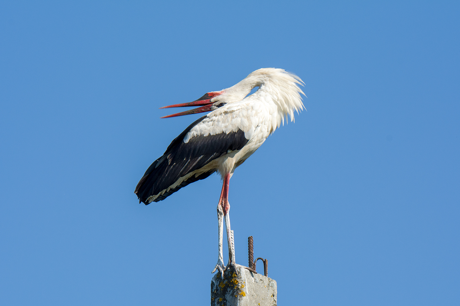 White storks - My, Birds, Stork, Leningrad region, Longpost