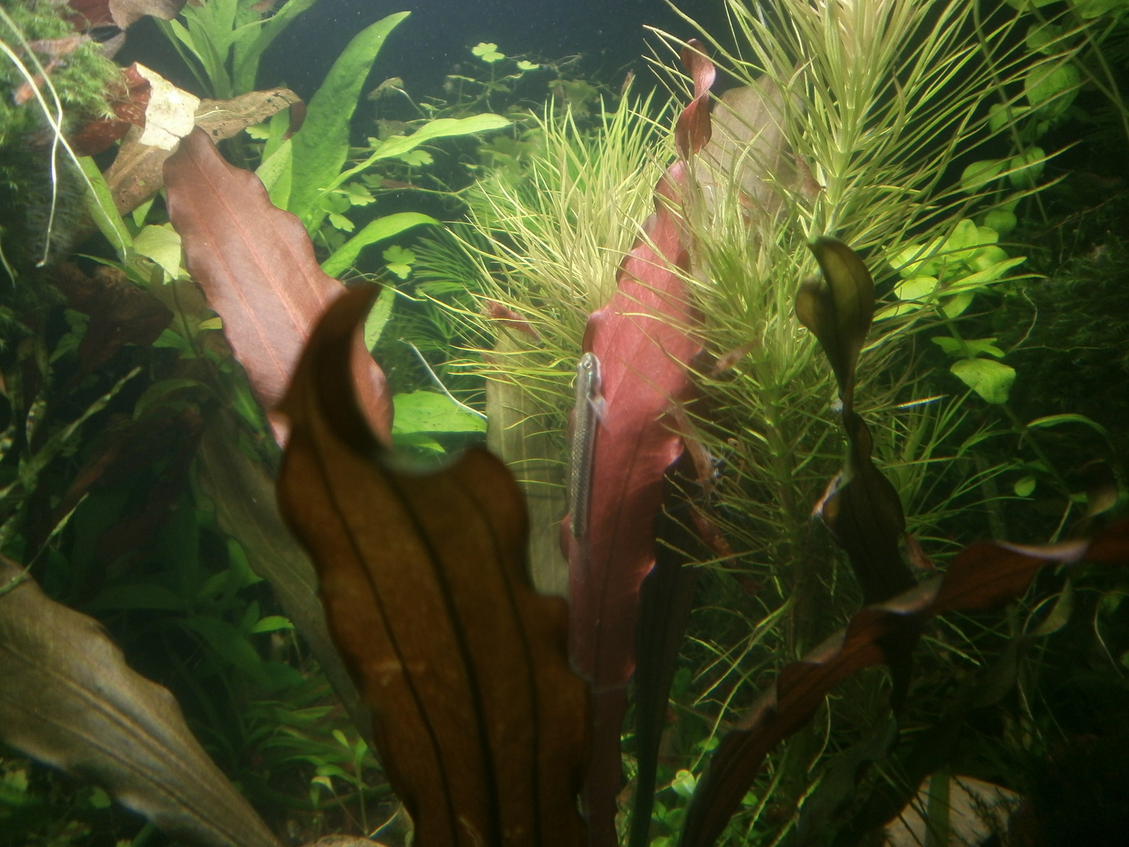 stifadon - My, Aquarium, Aquarium fish, , Longpost, A fish