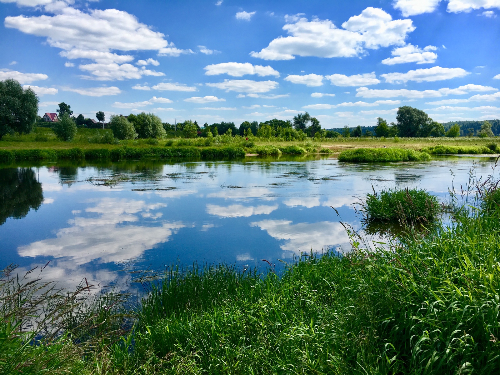 Moscow river - My, Hogweed, , Zvenigorod, Practice, Longpost