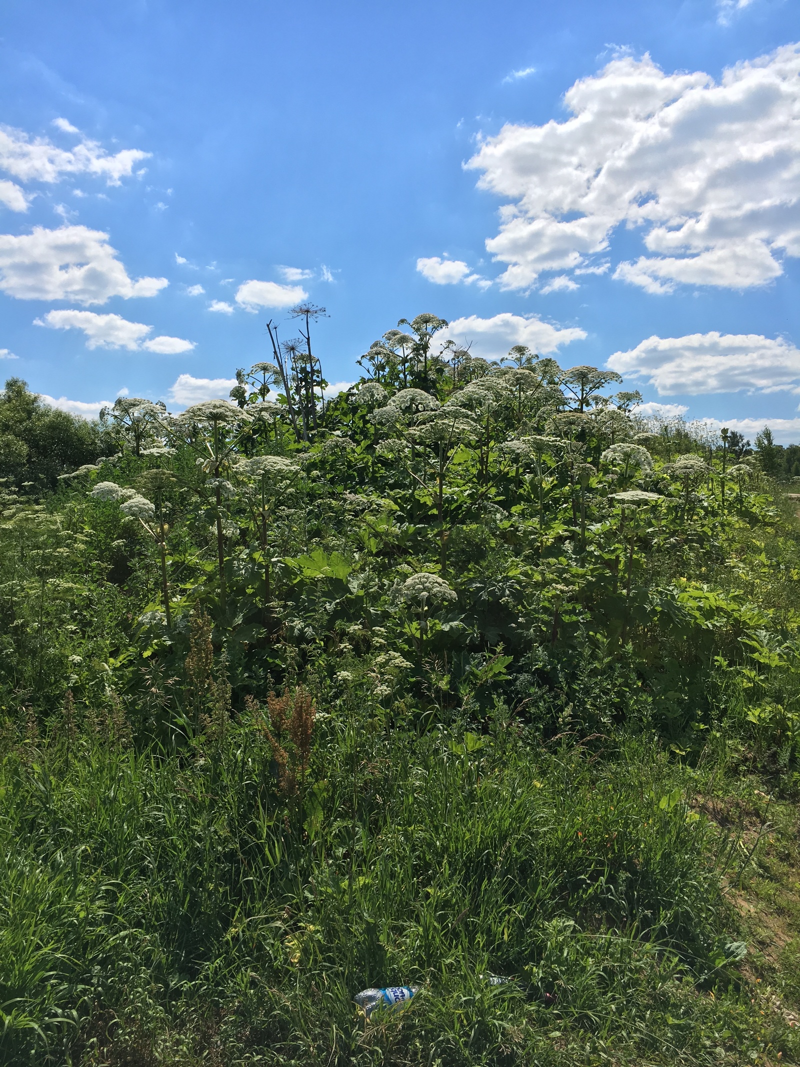 Moscow river - My, Hogweed, , Zvenigorod, Practice, Longpost