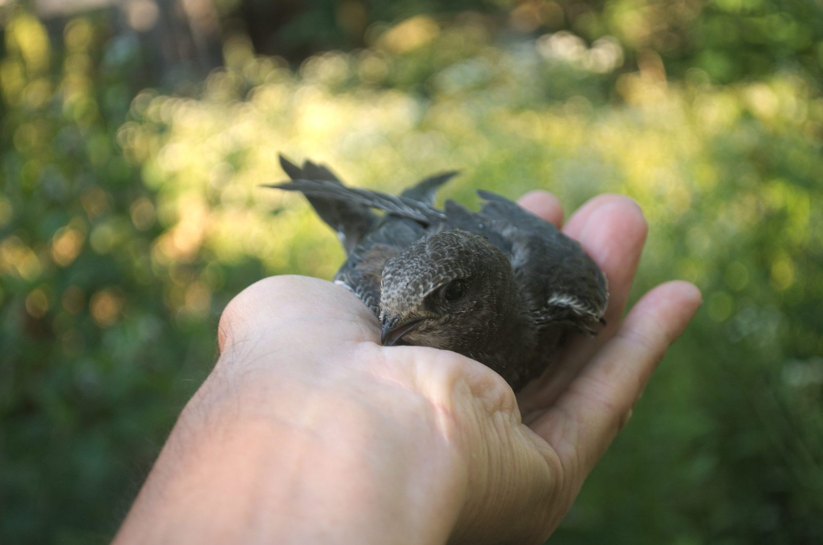 35 days with a haircut. - My, Birds, Black Swift, Apus apus, Chick, The photo, Feeding, Longpost