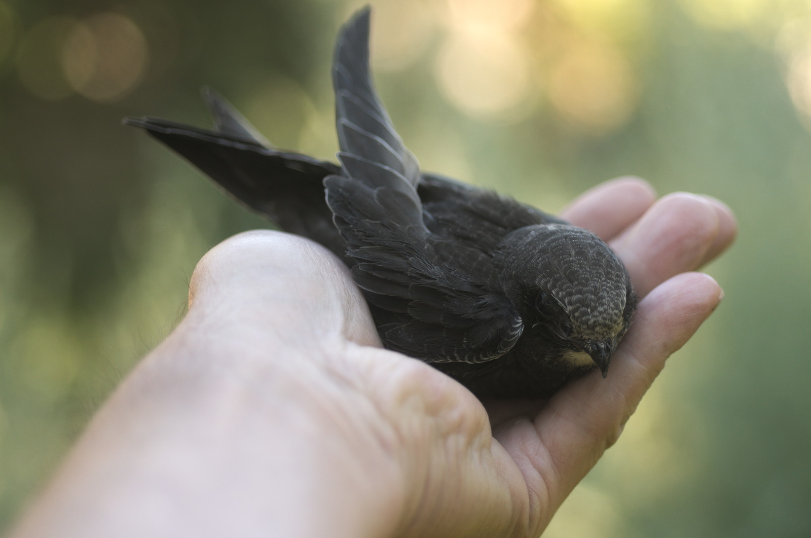 35 days with a haircut. - My, Birds, Black Swift, Apus apus, Chick, The photo, Feeding, Longpost