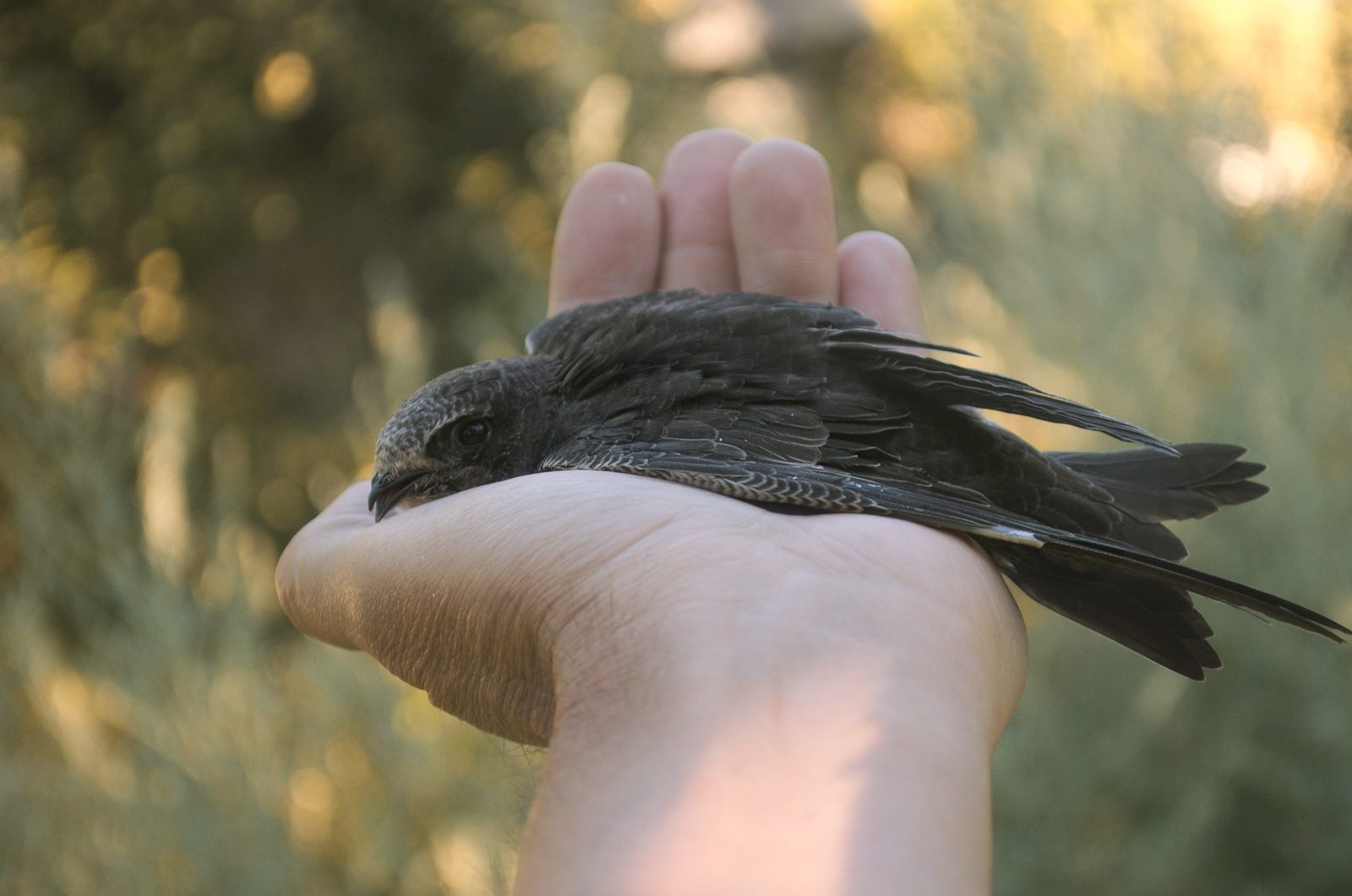 35 days with a haircut. - My, Birds, Black Swift, Apus apus, Chick, The photo, Feeding, Longpost