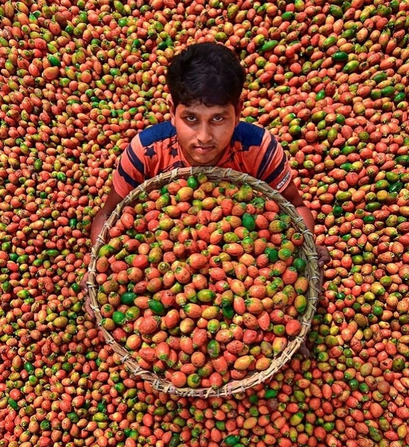 Harvesters in India - The photo, Longpost, India, Harvest