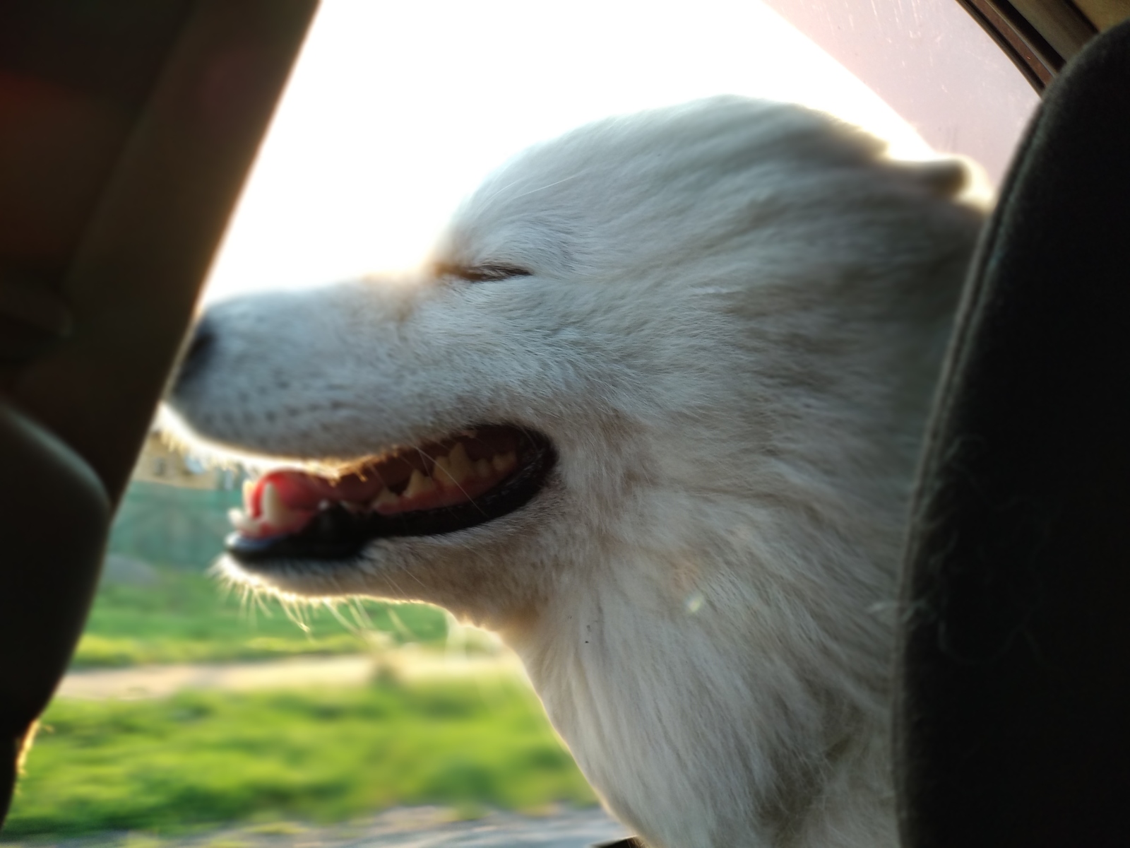 Loki - My, Samoyed, Dog