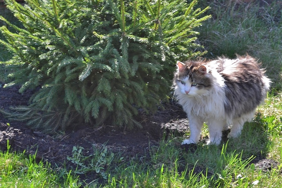 The tale of the intelligent cat - My, Story, Childhood, cat, The photo