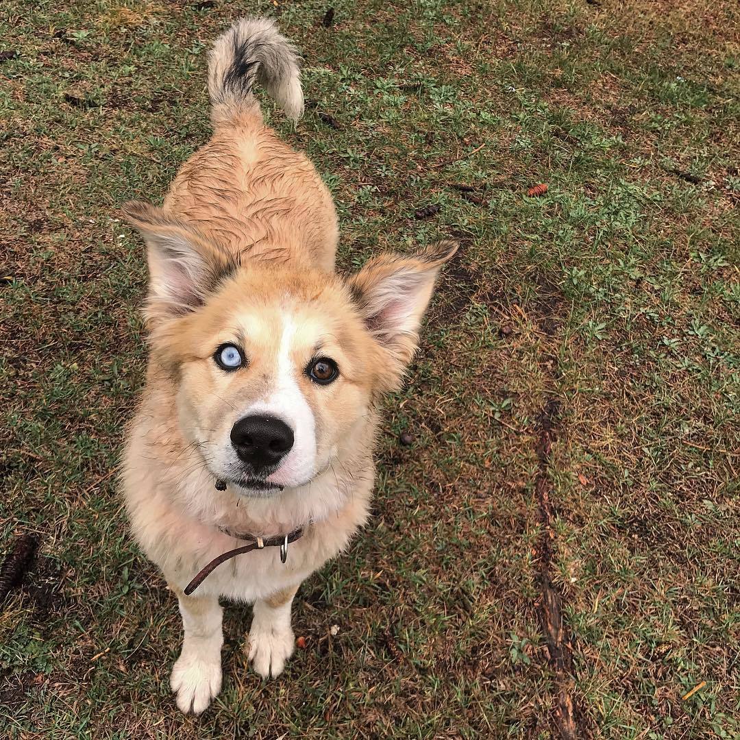 Altai friend - My, Dog, Friend of human, Altai, The photo, Heterochromia, Altai Republic