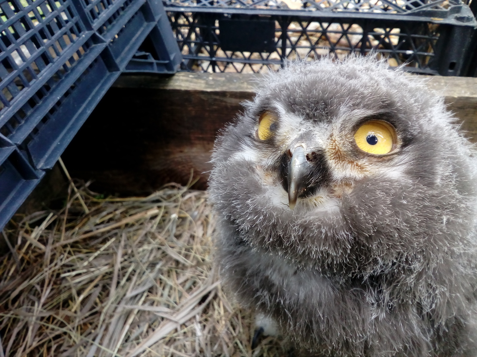 Chubby cheeks. - My, Chick, Predator birds, Owl, Fluffy, Polar owl, Holzan