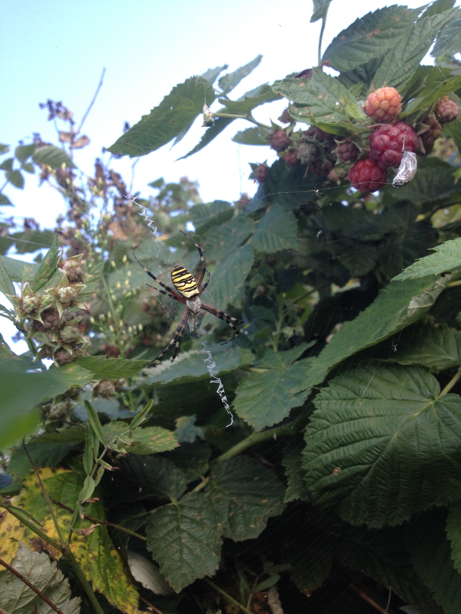 I wanted to eat raspberries, I changed my mind ... - My, Raspberries, Spider, Changed my mind, Longpost