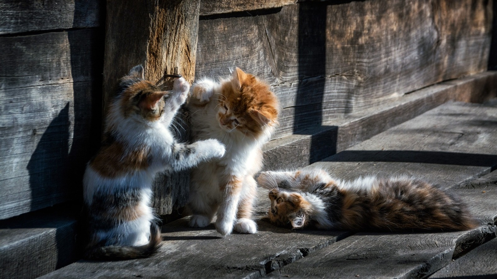 Котячьи игры:) | Пикабу