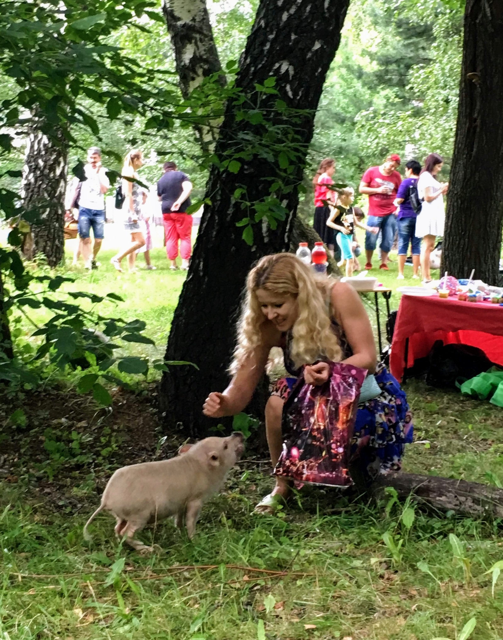 Minipigs Festival 2018 - My, Minipig, , Longpost