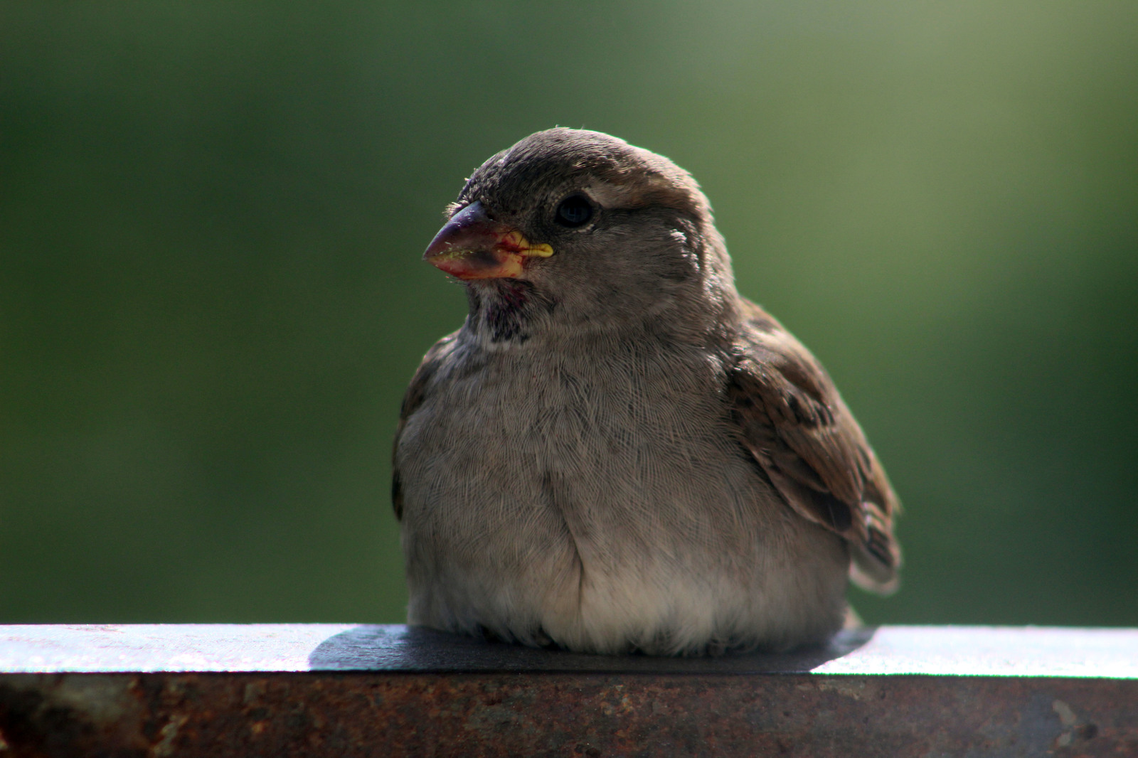 serious bird - My, Birds, The photo, Delicious