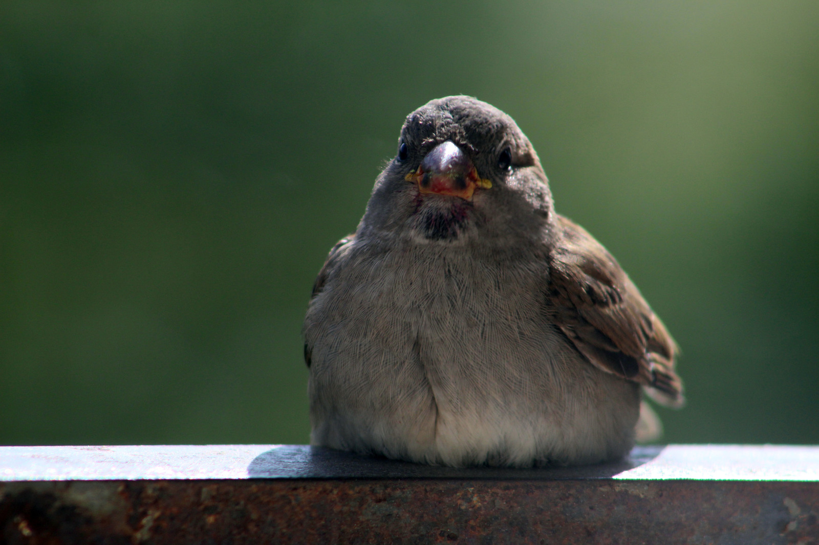 serious bird - My, Birds, The photo, Delicious