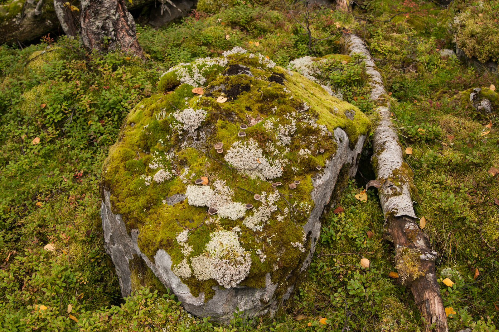 Konzhakovsky Stone - Northern Ural, The mountains, Nature, Konzhakovsky stone, Sverdlovsk region, The photo, Longpost