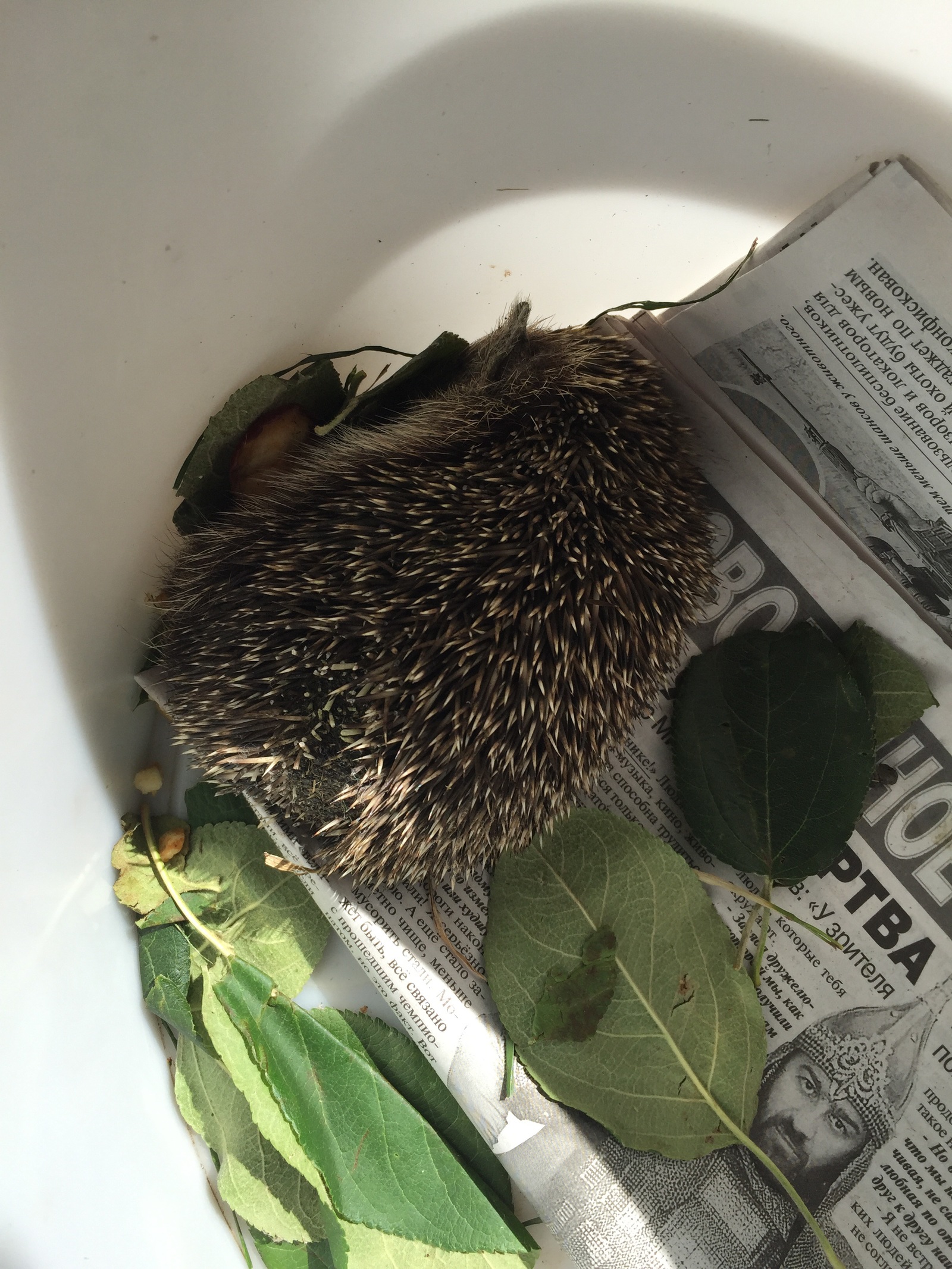 What to do with the hedgehog? - No rating, Hedgehog, Veterinary, Longpost