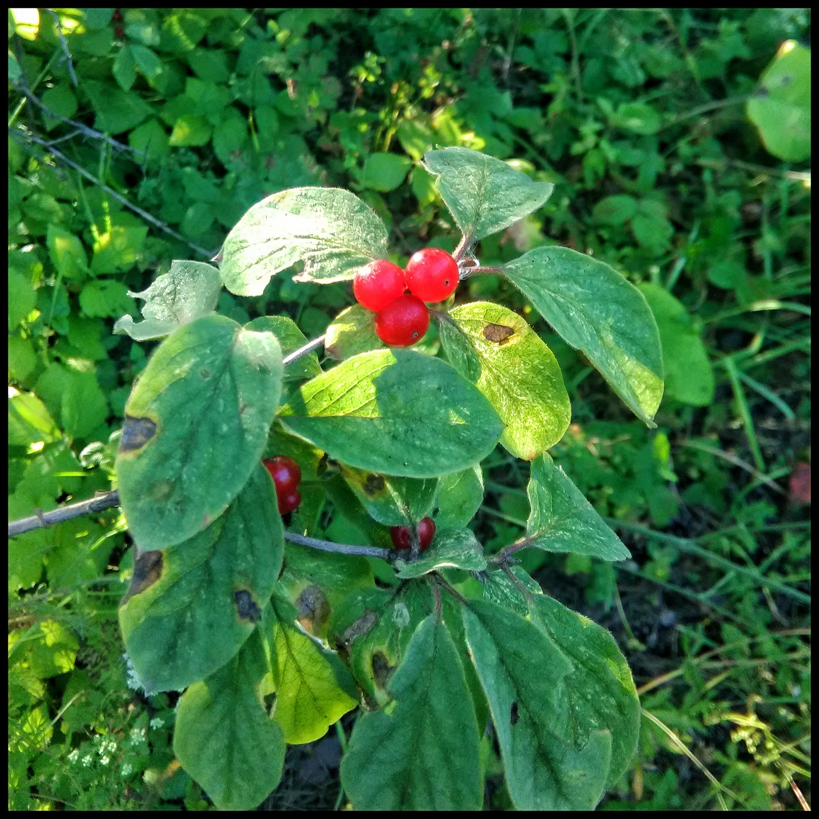 What is a berry? - My, Berries, Bushes, Longpost