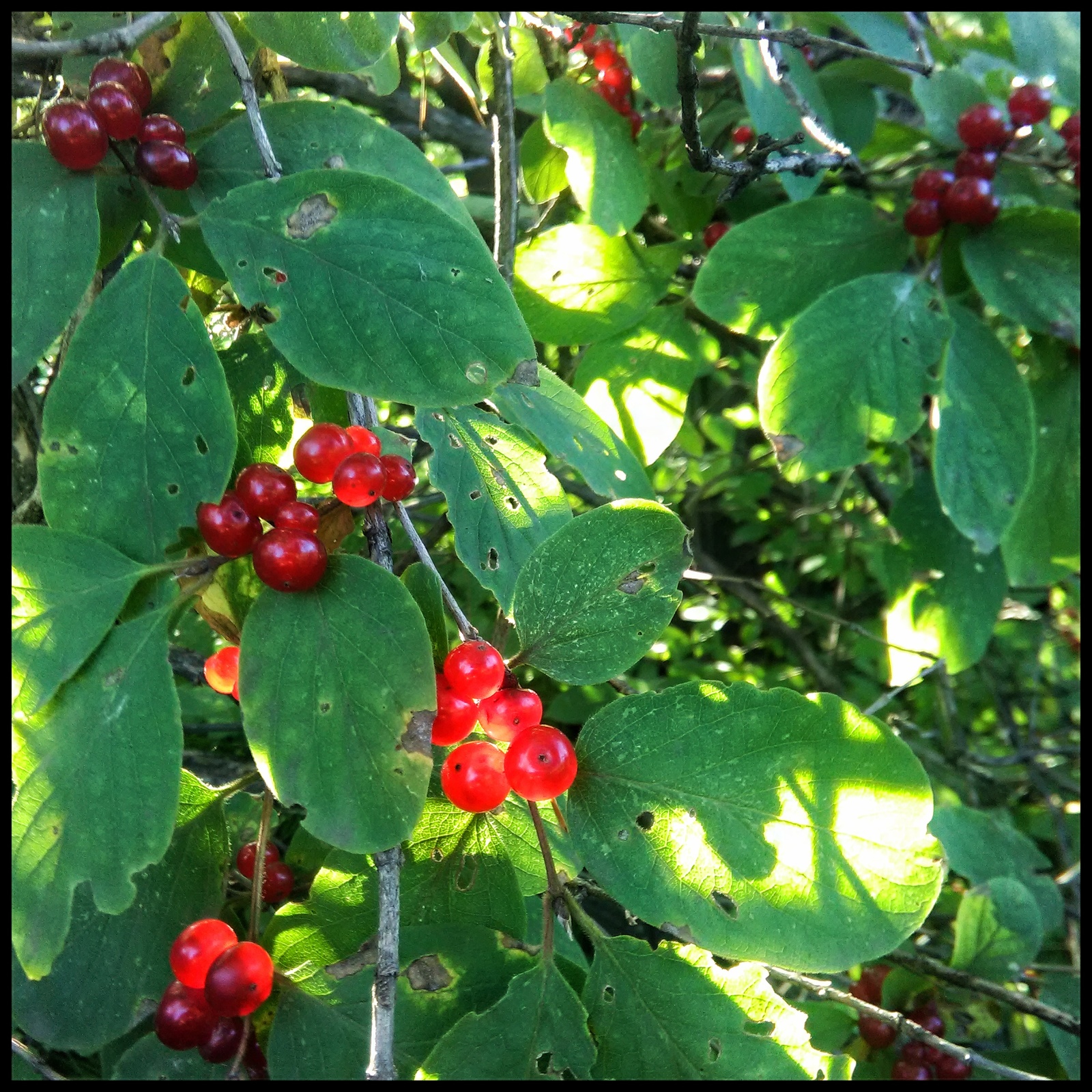 What is a berry? - My, Berries, Bushes, Longpost