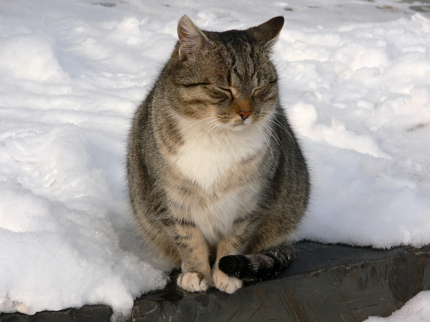 Fluffy, round, sleepy - My, cat, , Round, Courtyard