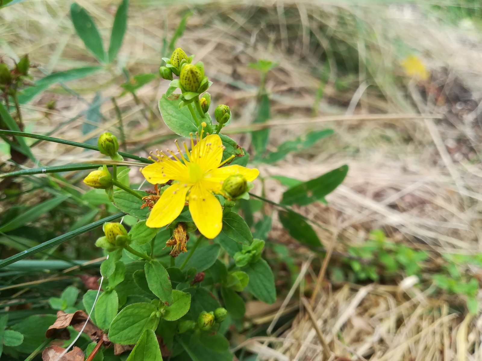 Photo from the walk - My, The photo, Nature, Flowers, Longpost