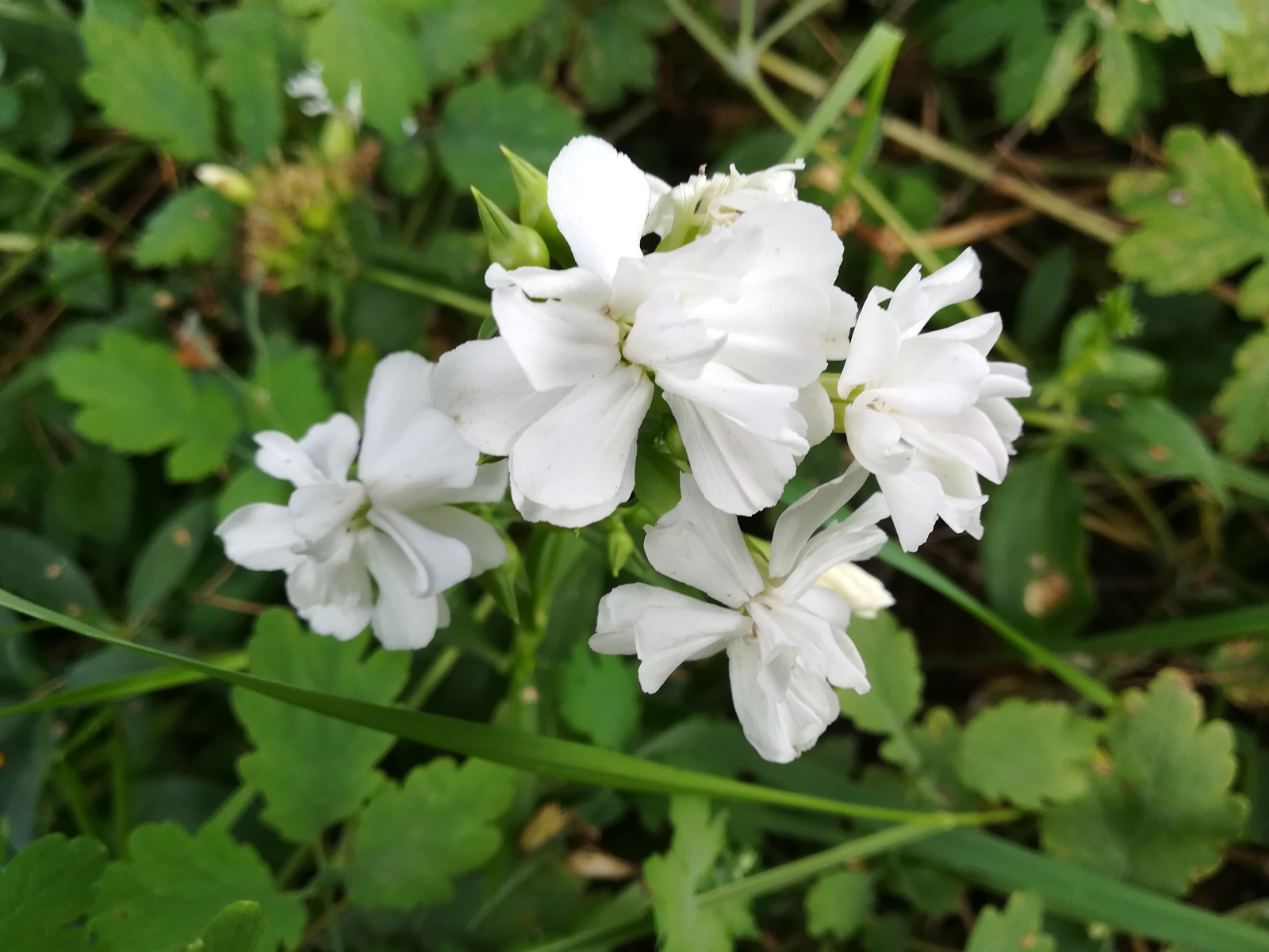 Photo from the walk - My, The photo, Nature, Flowers, Longpost