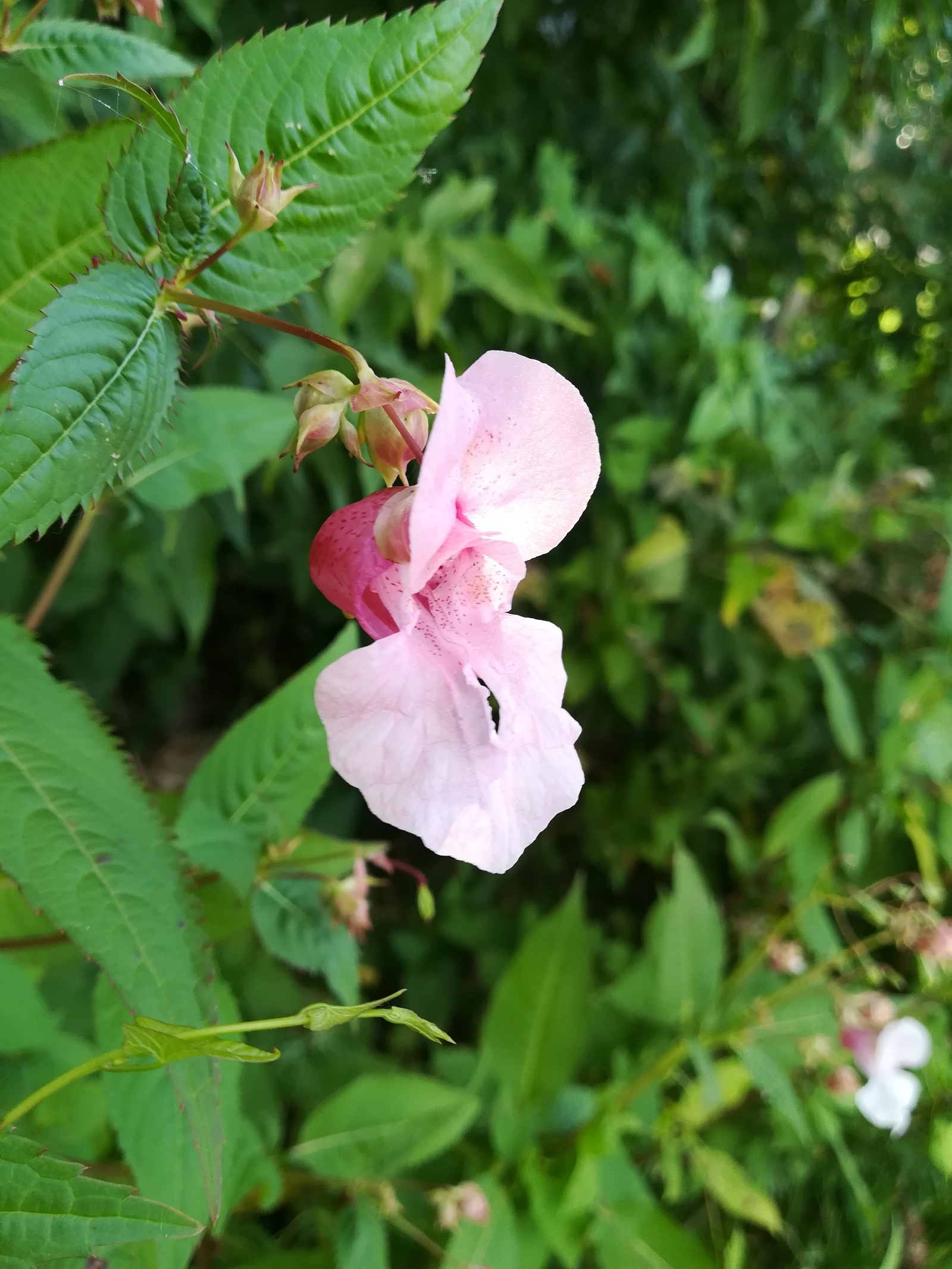 Photo from the walk - My, The photo, Nature, Flowers, Longpost