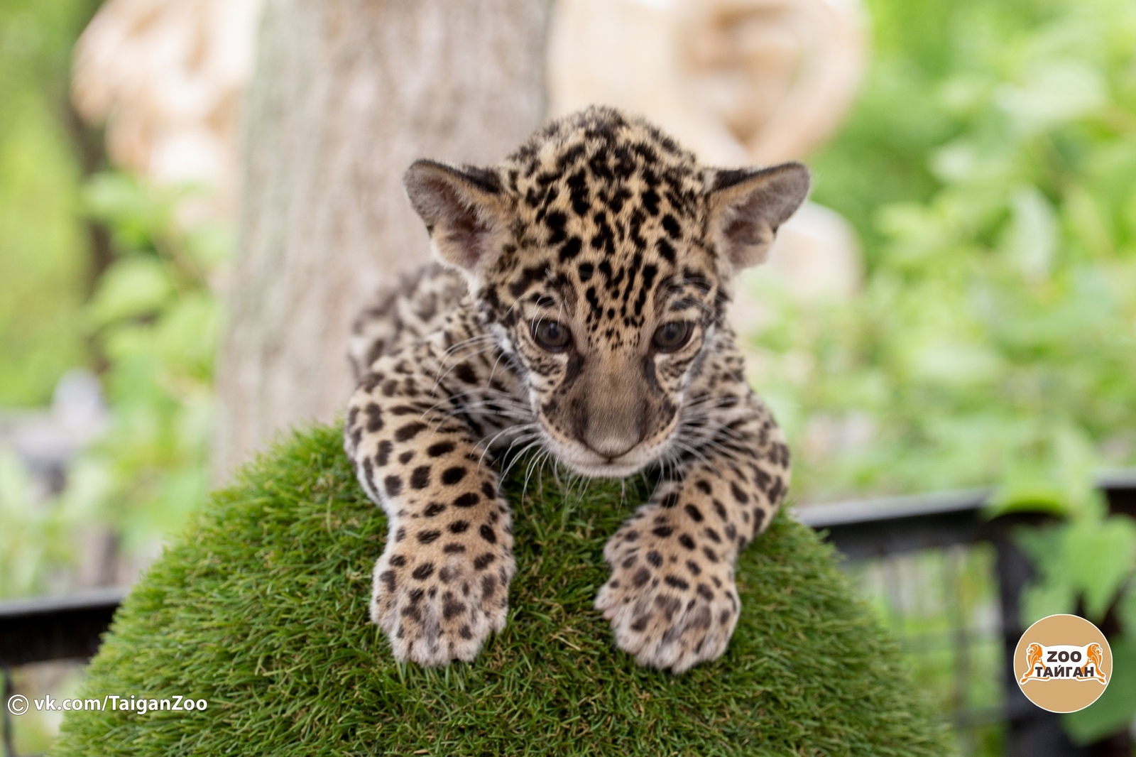 Jaguar named Hedgehog. Taigan Lion Park. - My, , Crimea, Zoo, Jaguar, Big cats, Taigan Lions Park, Animals, Longpost