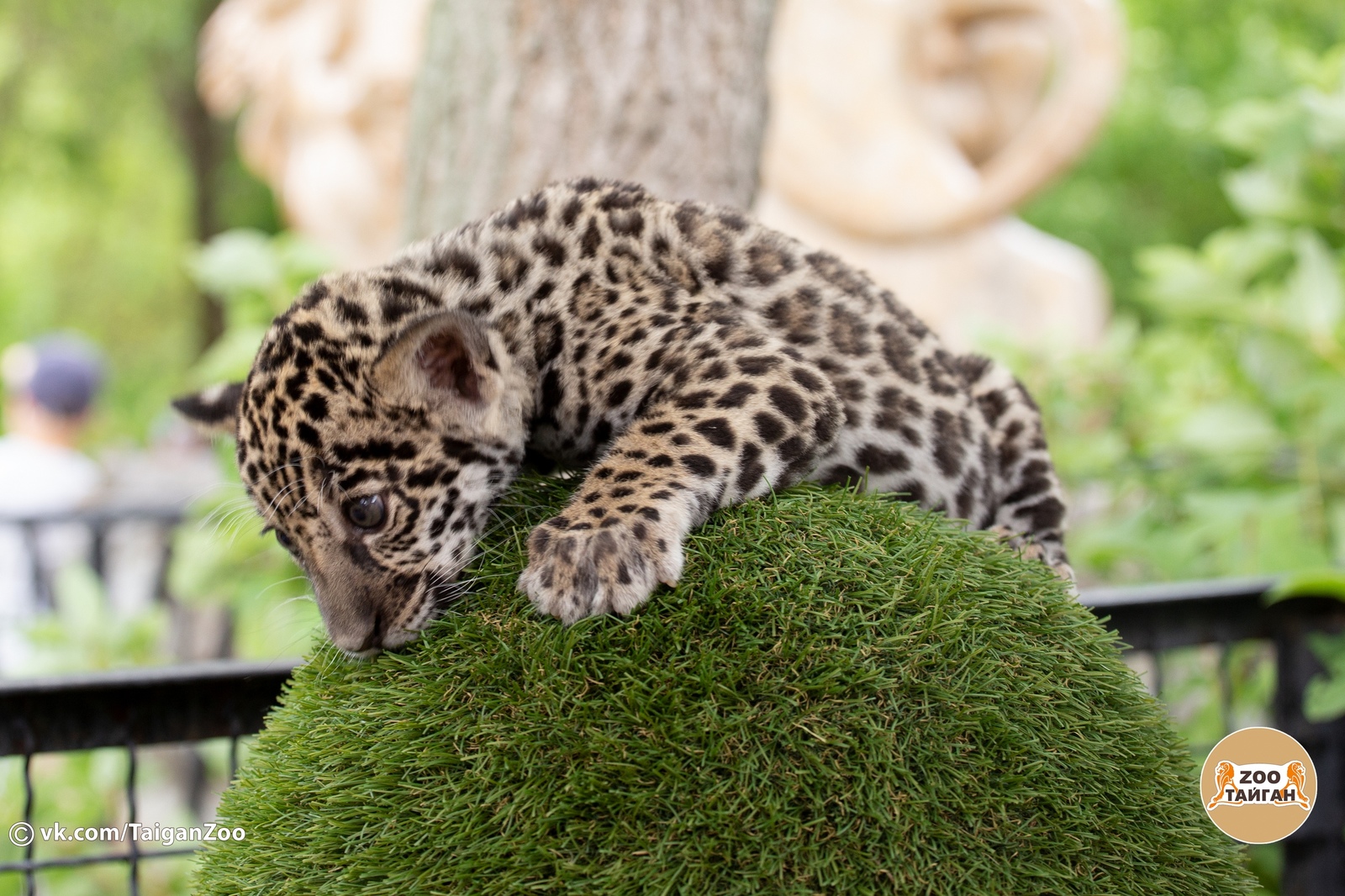 Jaguar named Hedgehog. Taigan Lion Park. - My, , Crimea, Zoo, Jaguar, Big cats, Taigan Lions Park, Animals, Longpost