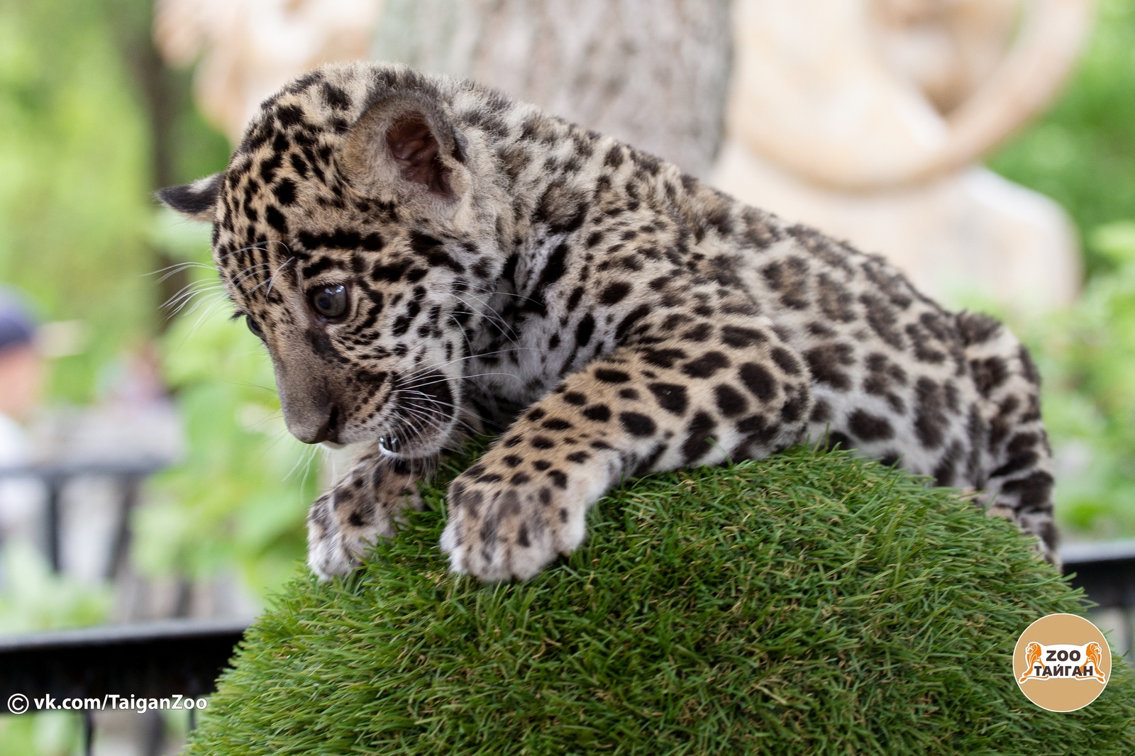 Jaguar named Hedgehog. Taigan Lion Park. - My, , Crimea, Zoo, Jaguar, Big cats, Taigan Lions Park, Animals, Longpost