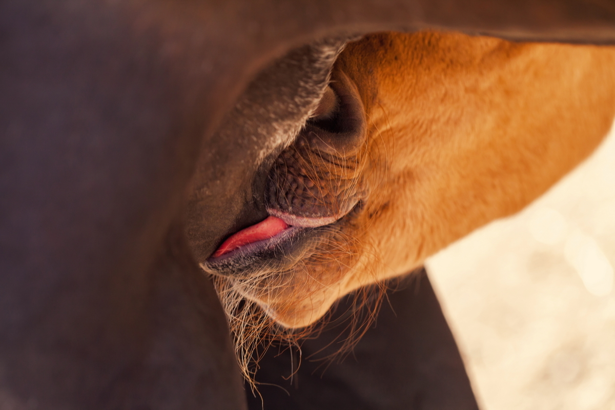 Lunch time :3 - My, Horses, Foal, Horses, Animals, Longpost