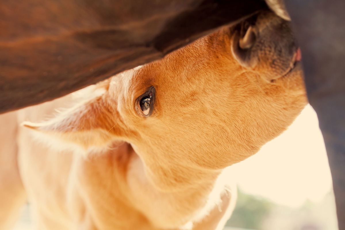 Lunch time :3 - My, Horses, Foal, Horses, Animals, Longpost