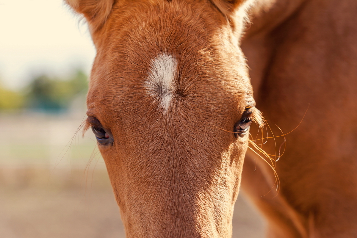 Lunch time :3 - My, Horses, Foal, Horses, Animals, Longpost