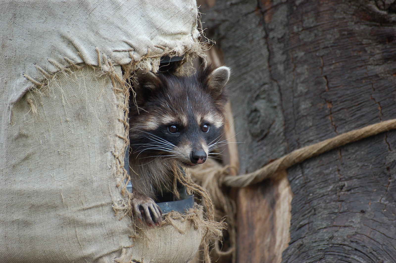 Kaliningrad Zoo - My, Kaliningrad, Zoo, Animals, Longpost