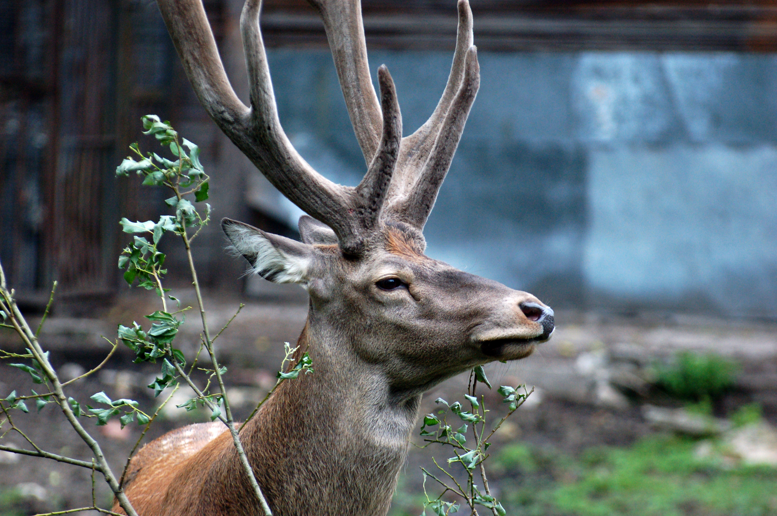 Kaliningrad Zoo - My, Kaliningrad, Zoo, Animals, Longpost