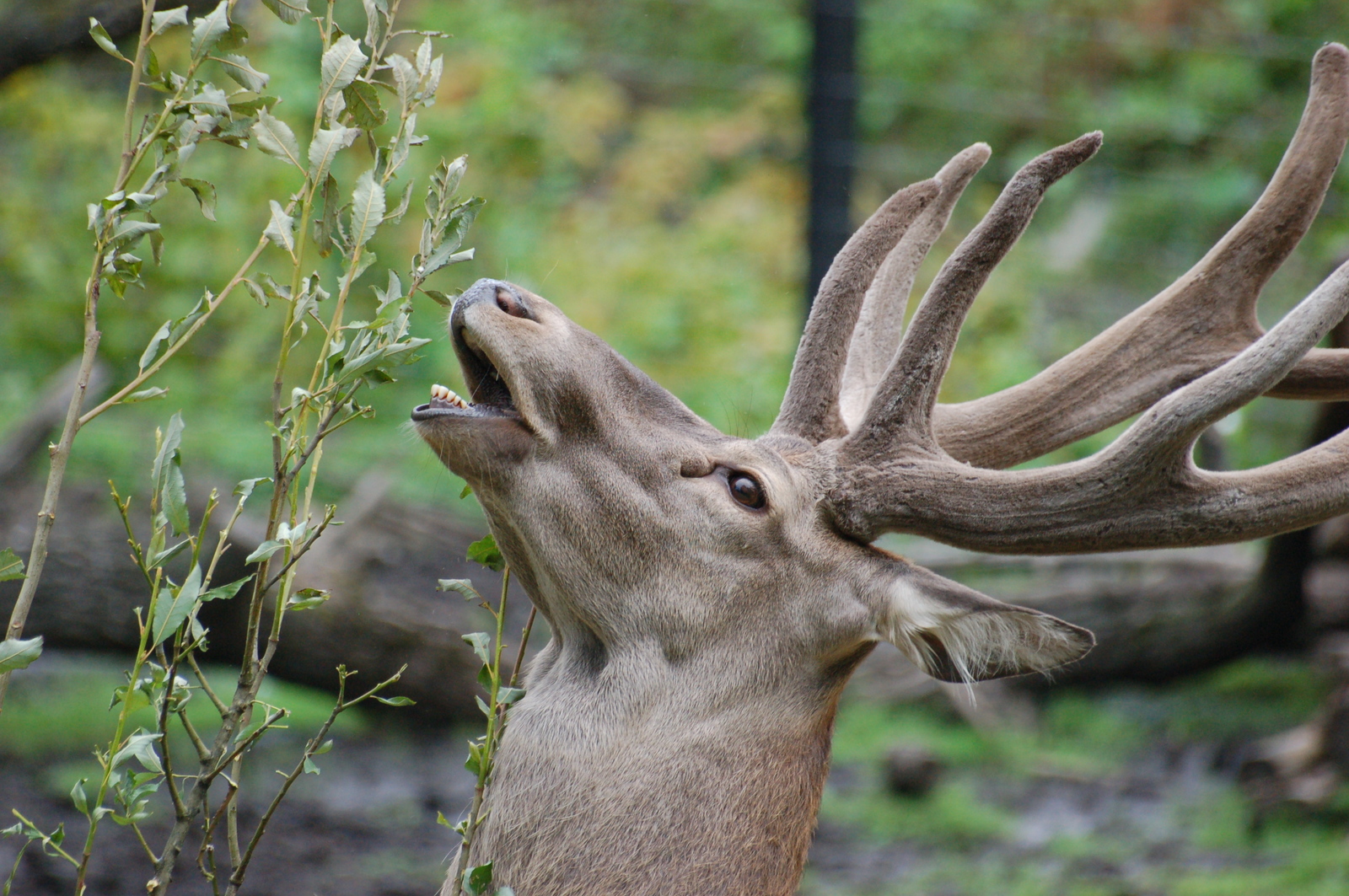 Kaliningrad Zoo - My, Kaliningrad, Zoo, Animals, Longpost