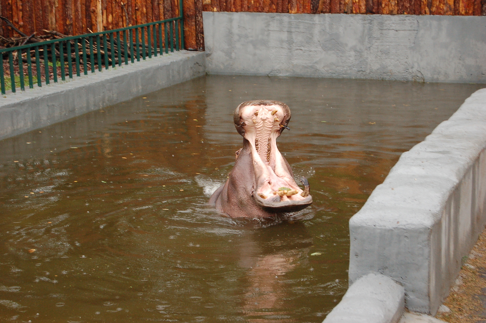 Kaliningrad Zoo - My, Kaliningrad, Zoo, Animals, Longpost