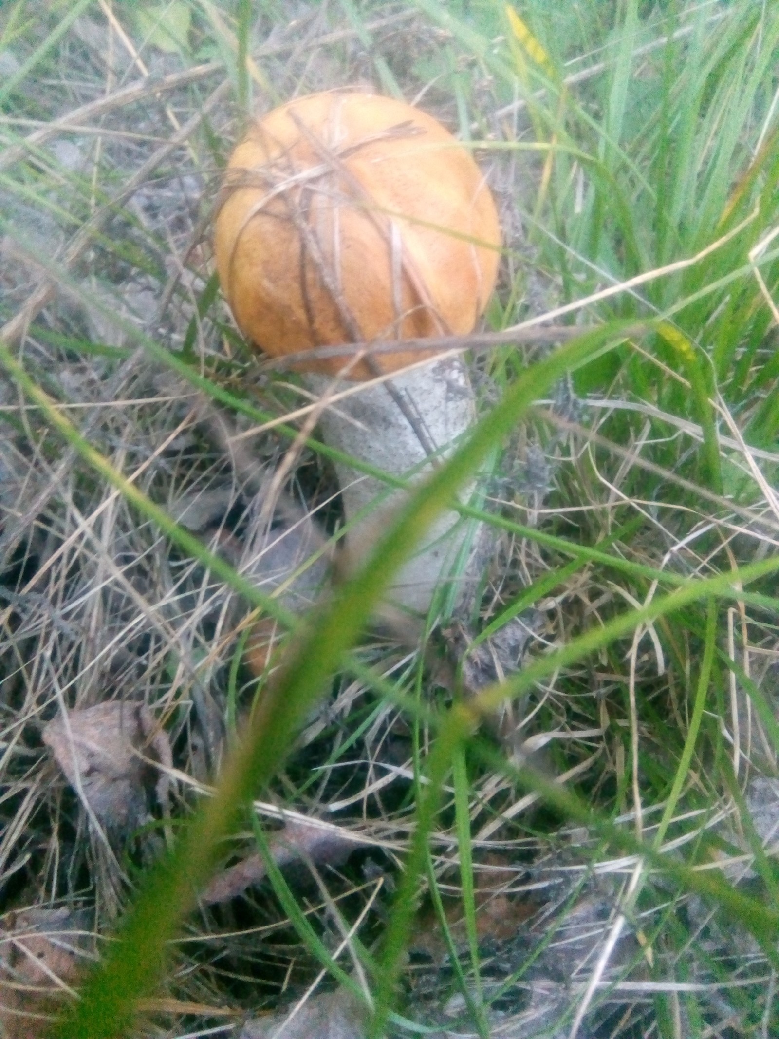 Quiet hunting) - My, Mushrooms, Silent hunt, , Boletus, Longpost, Privacy