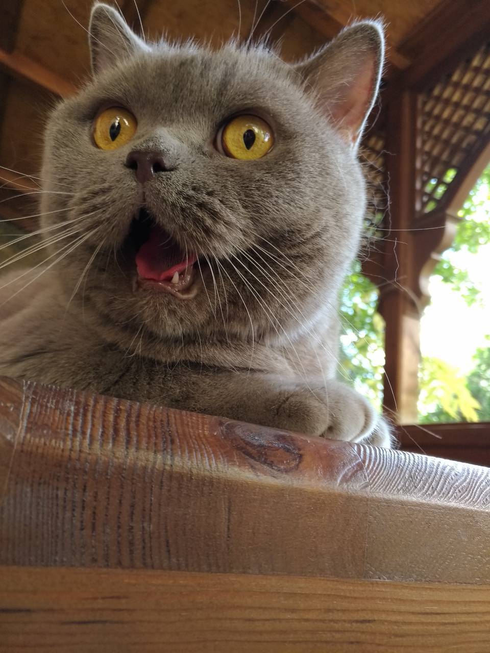 There is no limit to surprise - My, cat, Astonishment, Scratching, Longpost