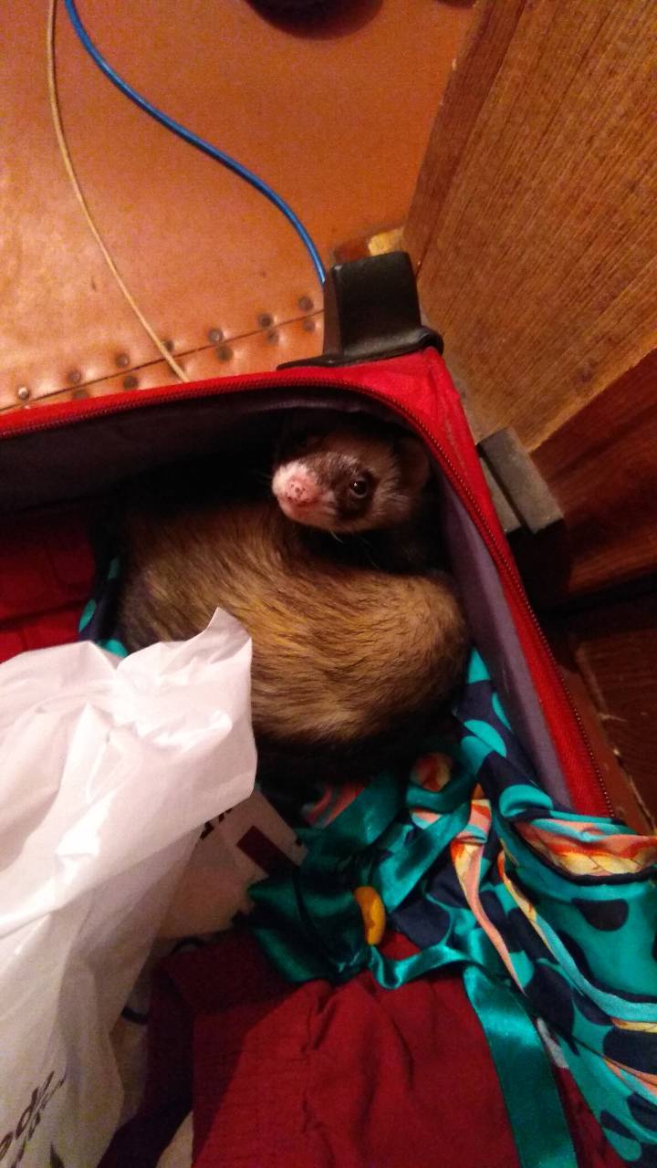 I also want to go to the sea - Ferret, Pets, Suitcase, Travels