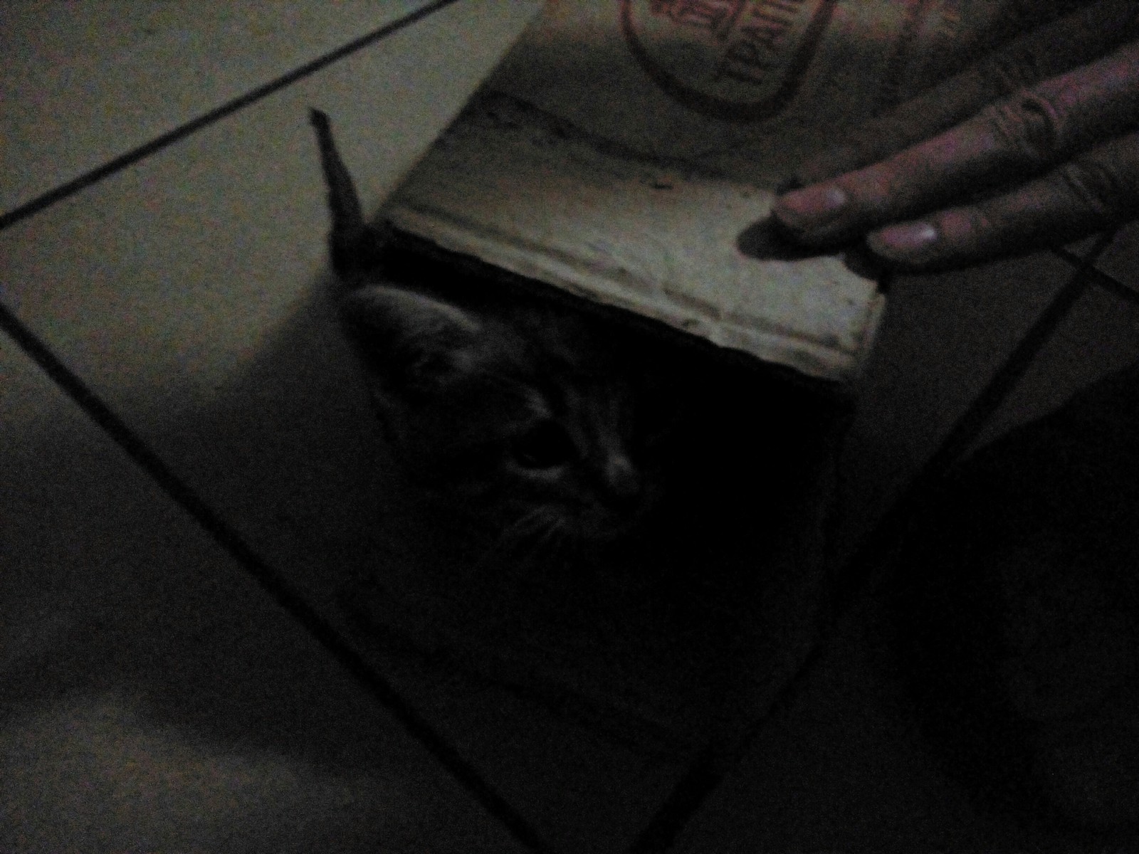 Cat trap - My, Catomafia, Cat lovers, Longpost, cat, The photo