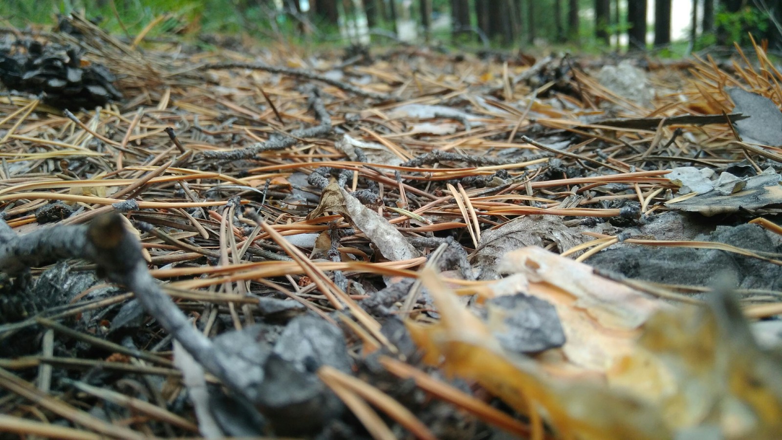 Went mushrooming - My, Mushrooms, Forest, Longpost