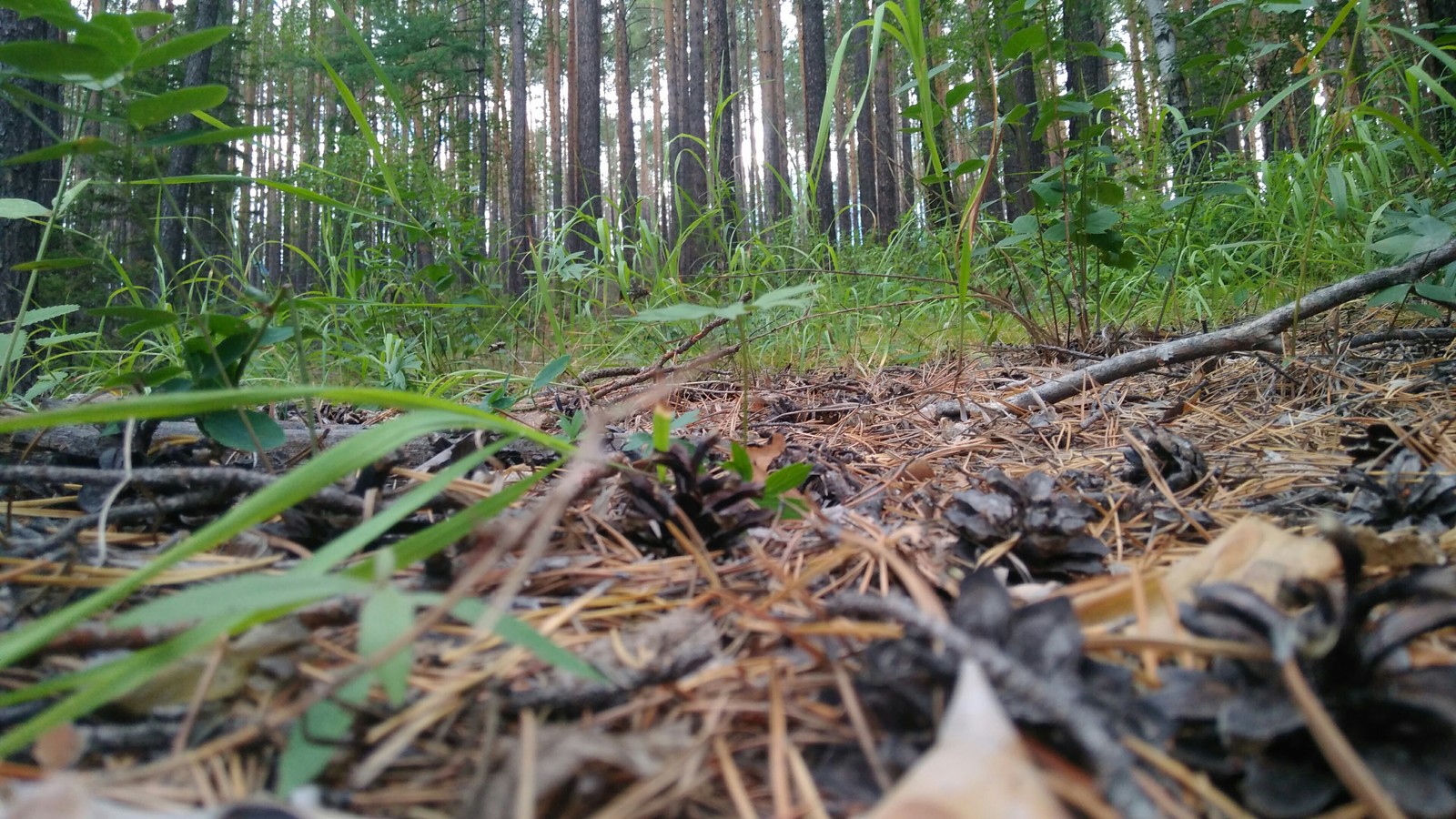 Went mushrooming - My, Mushrooms, Forest, Longpost