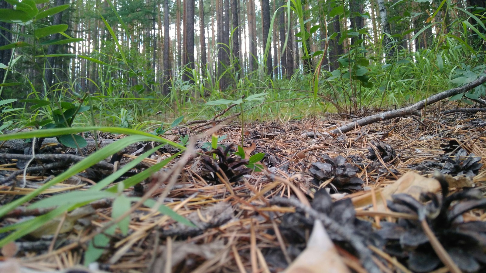 Went mushrooming - My, Mushrooms, Forest, Longpost