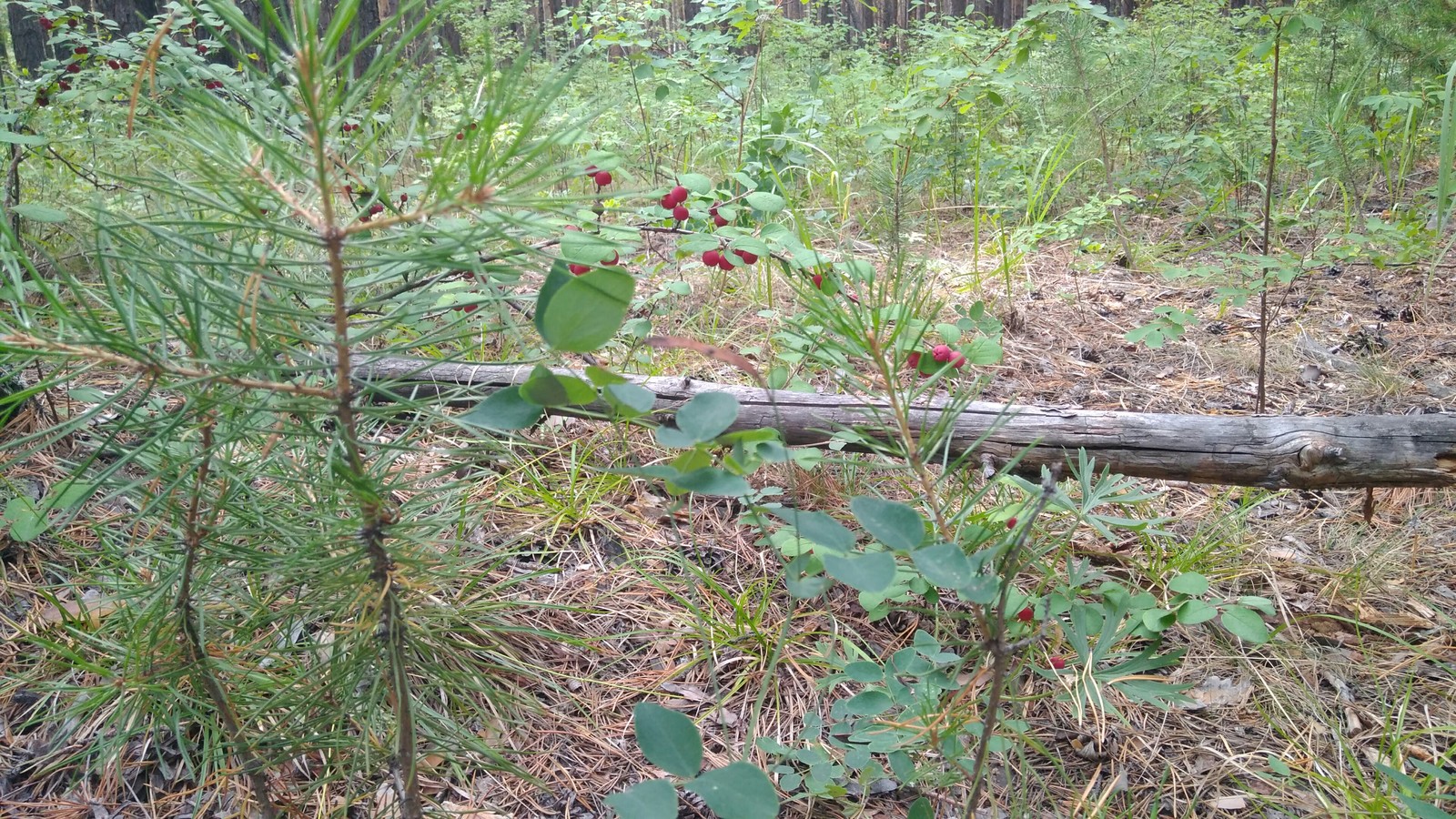 Went mushrooming - My, Mushrooms, Forest, Longpost