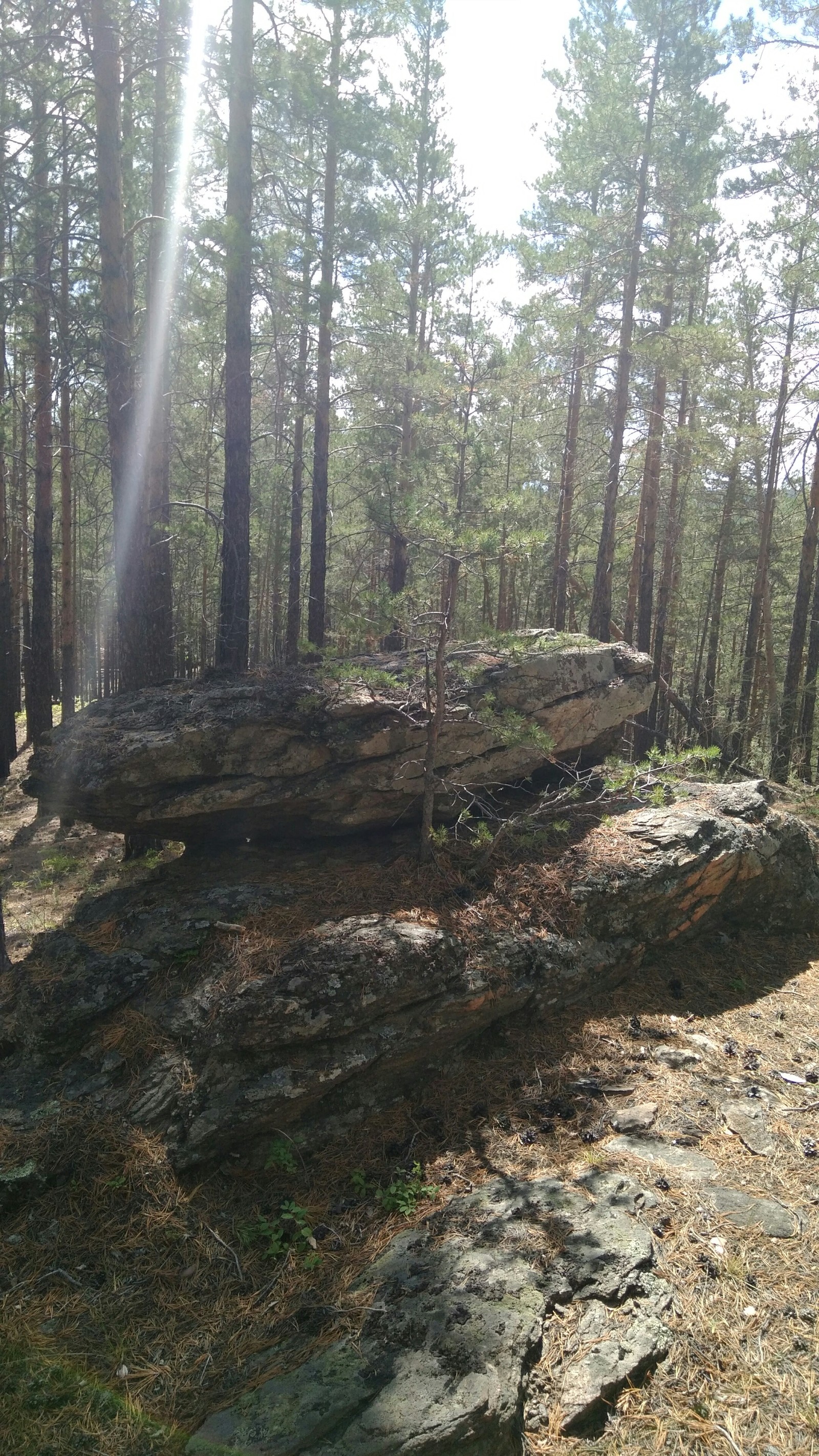 Went mushrooming - My, Mushrooms, Forest, Longpost