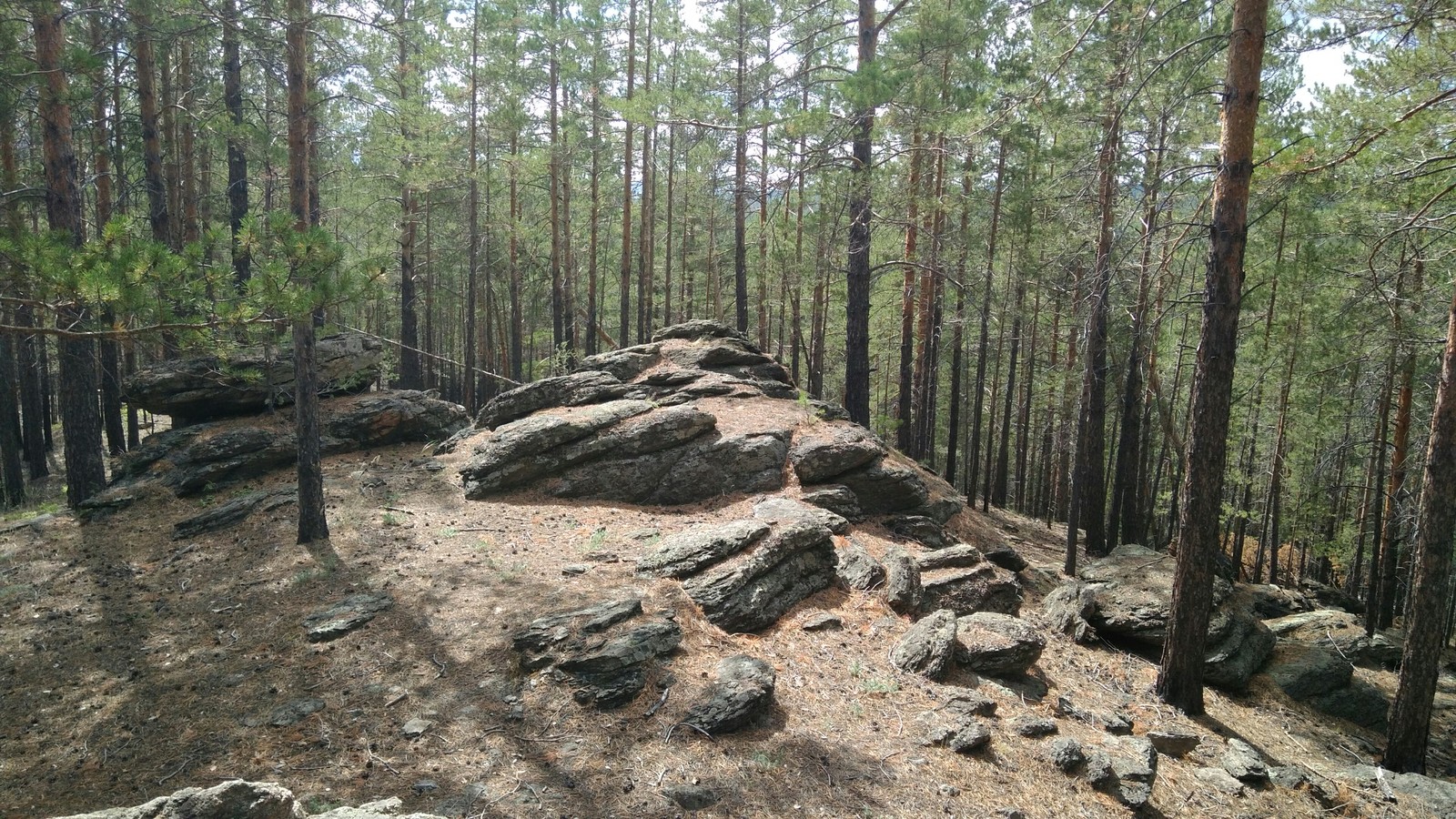 Went mushrooming - My, Mushrooms, Forest, Longpost