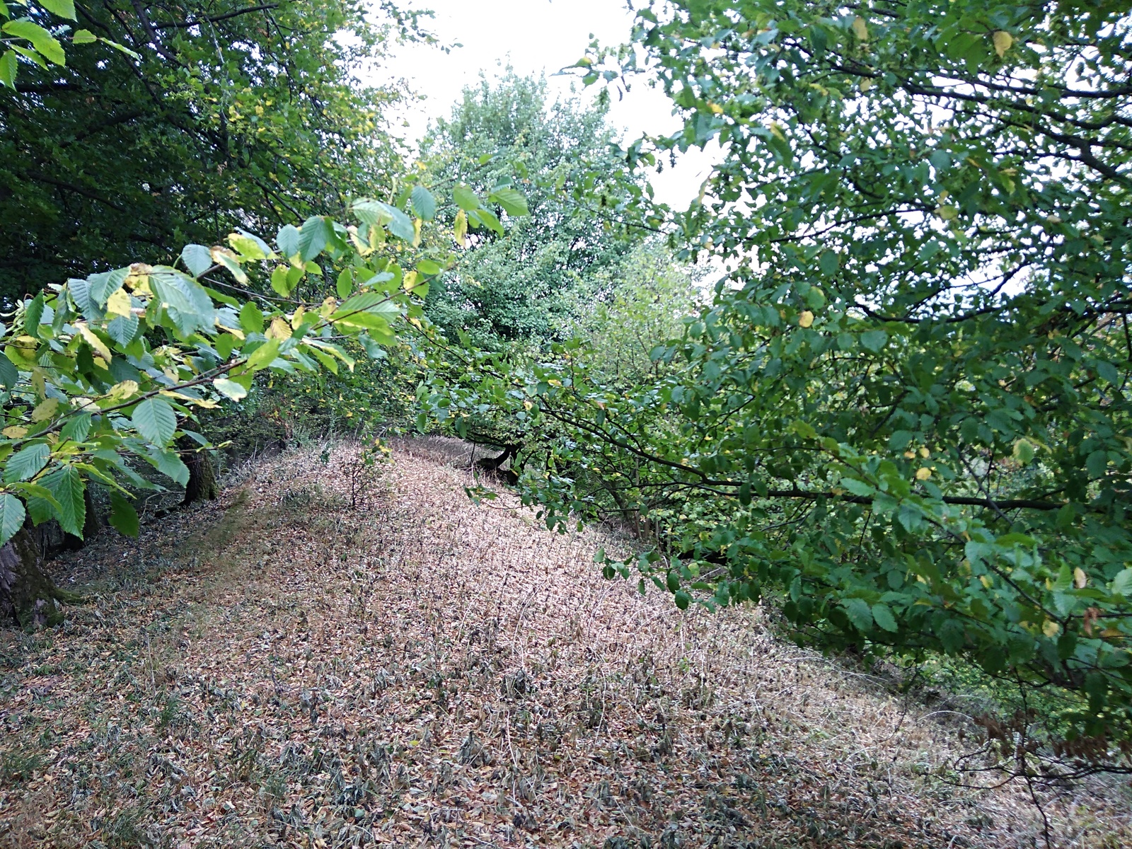 Прогулка в Тевтобургском лесу (Teutoburger Wald, Bielefeld) Германия |  Пикабу