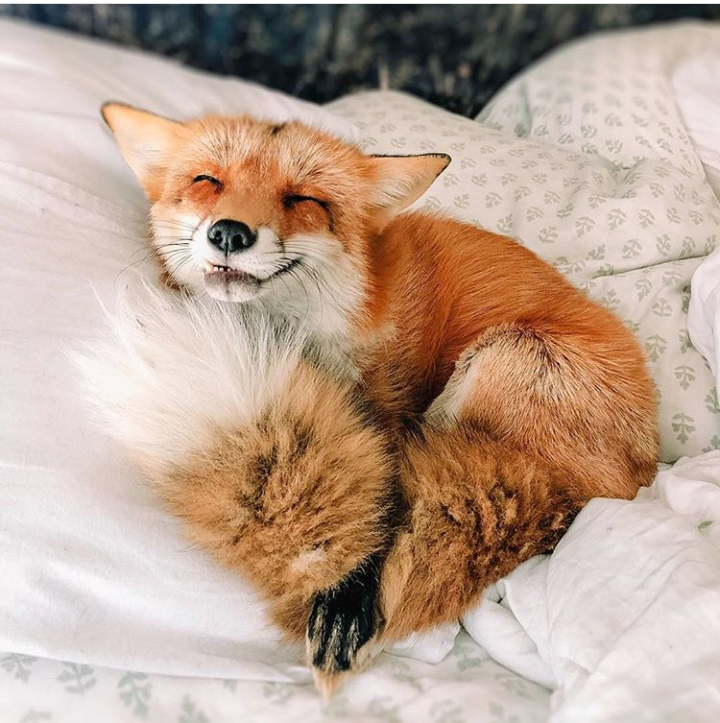 When I woke up early in the morning and realized that today is a day off ;3 - The photo, Domestic fox, Fox Juniper, Fox, Animals, Pets