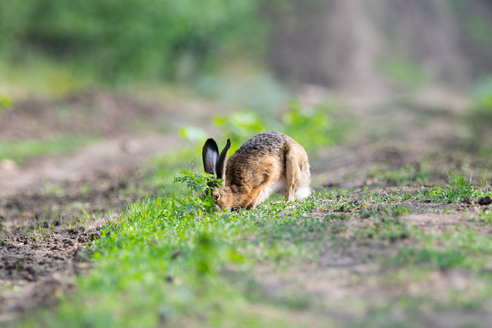 Different Eyes - My, The photo, Video, Nature, Hare, Animals, Photo hunting