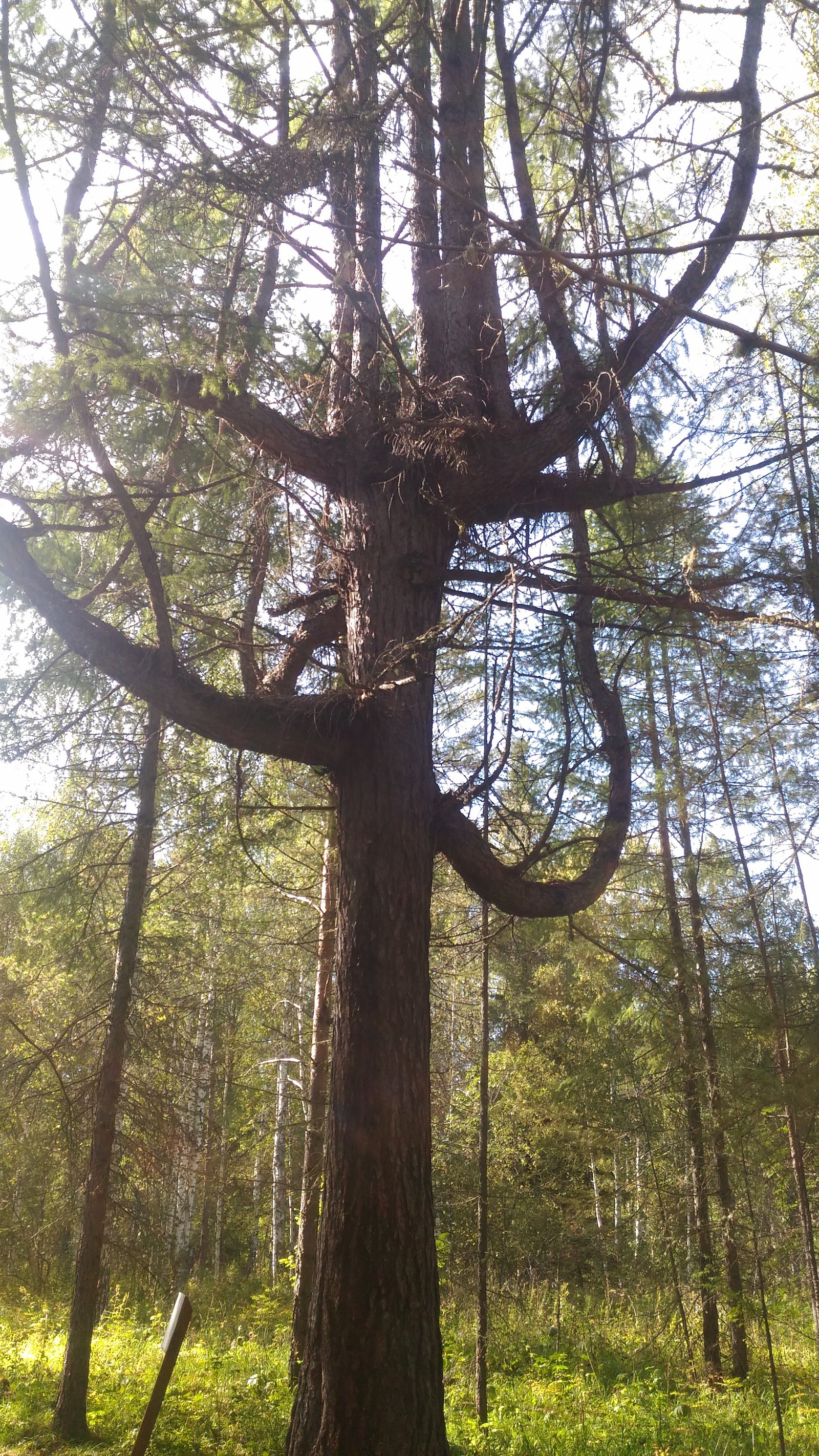 Angel of One Hope - My, My, Travels, beauty, Nature, deer streams, Longpost